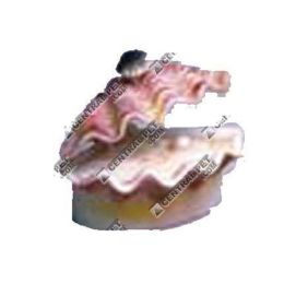 Penn-Plax Tropical Clam Air Aquarium Ornament Tropical Calm White; Pink